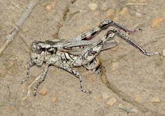 Melanoplus splendidus