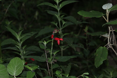 Salvia fulgens