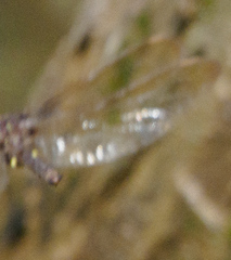 Boyeria vinosa