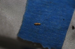 Bucculatrix coronatella