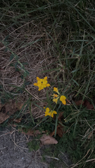 Lotus corniculatus