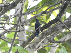 Anthracothorax mango