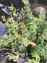 Erythranthe cardinalis