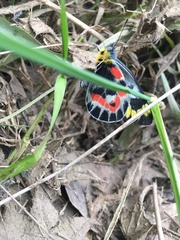 Delias harpalyce