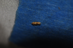 Bucculatrix coronatella