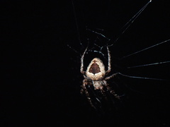 Eustala anastera