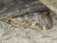 Loxostege allectalis