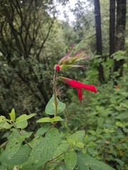 Salvia fulgens
