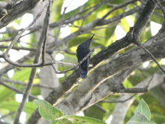 Anthracothorax mango