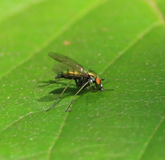 Condylostylus comatus