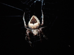 Eustala anastera