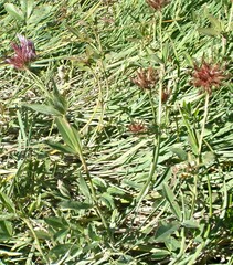 Trifolium wormskioldii