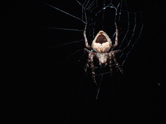 Eustala anastera