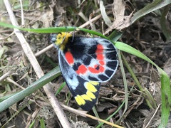 Delias harpalyce