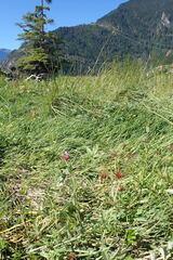 Trifolium wormskioldii