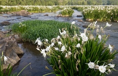 Hymenocallis coronaria
