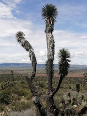 Yucca decipiens
