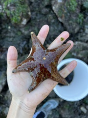 Dermasterias imbricata