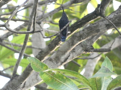 Anthracothorax mango