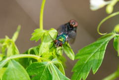 Lucilia coeruleiviridis