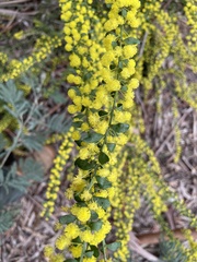 Acacia acinacea