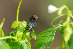 Lucilia coeruleiviridis