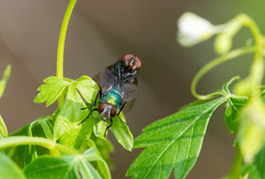 Lucilia coeruleiviridis