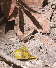 Dichromorpha viridis