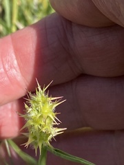 Cenchrus spinifex