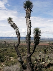 Yucca decipiens