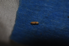 Bucculatrix coronatella