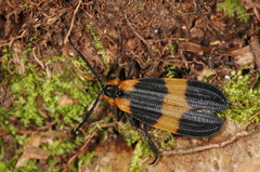Calopteron discrepans