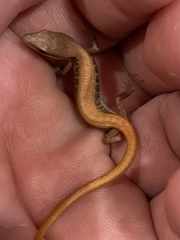 Elgaria multicarinata