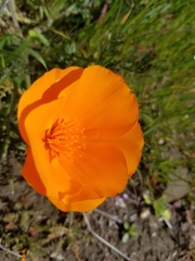 Eschscholzia californica