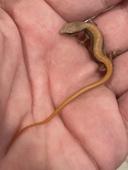 Elgaria multicarinata