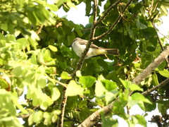 Tyrannus dominicensis