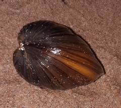 Ambleminae