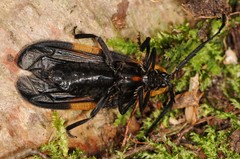 Calopteron discrepans