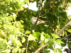 Tyrannus dominicensis