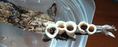 Nidulariaceae