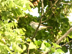 Tyrannus dominicensis