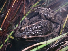 Lithobates pipiens