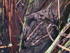 Lithobates pipiens