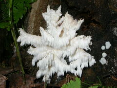 Hericium