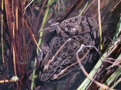 Lithobates pipiens