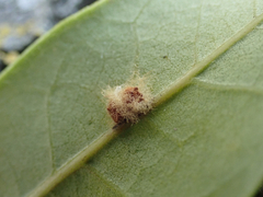 Druon quercuslanigerum