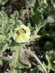 Chamaesaracha coniodes