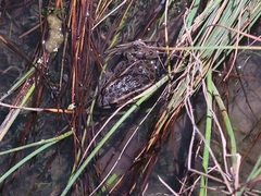 Lithobates pipiens