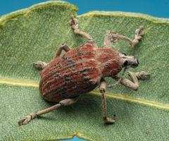 Bryachus squamicollis