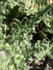 Chamaesaracha coniodes